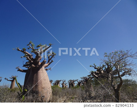 [Madagascar] View of the fat baobab forest (Andabadaka) 82904133