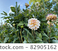 Summer white dahlia 82905162