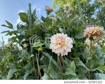 Summer white dahlia 82905162