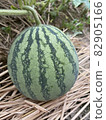 watermelon   82905166