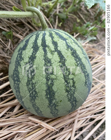 watermelon   82905166