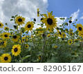 A flock of sunflowers in the summer 82905167