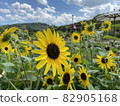 Summer sky and sunflower field 82905168
