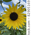 sunflower	 82905169