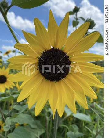 sunflower	 82905169