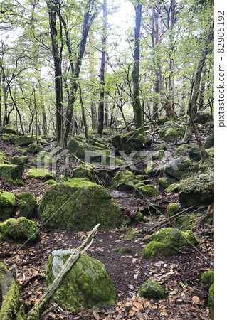 Green forest and blue sky 82905192