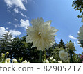 Summer sky and dahlia 82905217