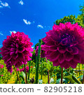 Dahlia in summer in Japan 82905218