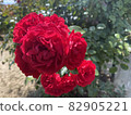 Crimson rose 82905221