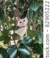White cat peeking from an azalea 82905222