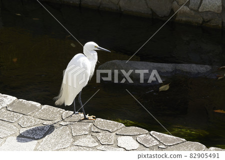 Egret standing on the riverside Egret standing on the riverside 82905491