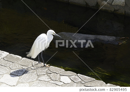Egret standing on the riverside Egret standing on the riverside 82905495