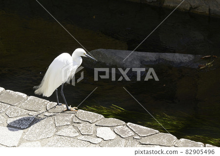 Egret standing on the riverside Egret standing on the riverside 82905496