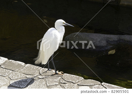 Egret standing on the riverside Egret standing on the riverside 82905501