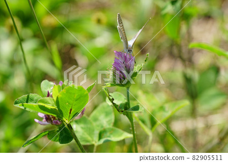 October, red clover flower and pea blue butterfly (front) October, red clover flower and pea blue butterfly (front) 82905511