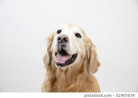 do golden retrievers smile