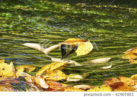 Hagro dragonfly spawning in the river Hagro dragonfly spawning in the river 82905861