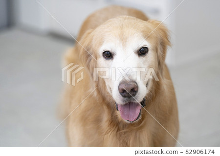 微笑金毛尋回犬 82906174