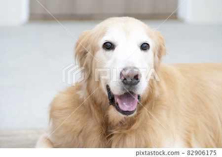 微笑金毛尋回犬 82906175