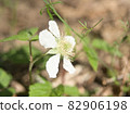 白花 82906198