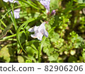 淡紫色的花 82906206