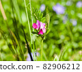 蓮花層層疊疊 82906212