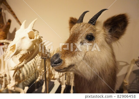 Yezo deer Ezo deer deer 82906458
