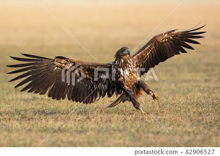 Immature white-tailed eagle with open wings on field 82906527
