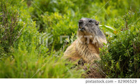 Attentive alpine marmot observing in bush in mountains 82906529