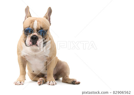 cute french bulldog wear glasses sitting isolated, pet and animal concept cute french bulldog wear glasses sitting isolated, pet and animal concept 82906562