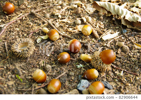 Acorn Kunugi Kunugi Autumn Park Forest Minoru Acorn Kunugi Kunugi Autumn Park Forest Minoru 82906644