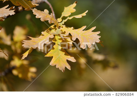 Oak leaves in the autumn park 82906884