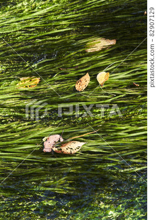 Aquatic plants in irrigation canals where highly transparent water flows 82907129