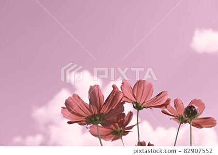 Looking up at the sky and cosmos (autumn cherry blossoms) flowers (image) 82907552