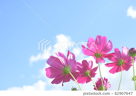 Looking up at the sky and cosmos (autumn cherry blossoms) flowers (image) 82907647
