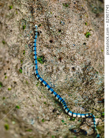 Sea snake Krait relaxing  on stone in tropics 82907745