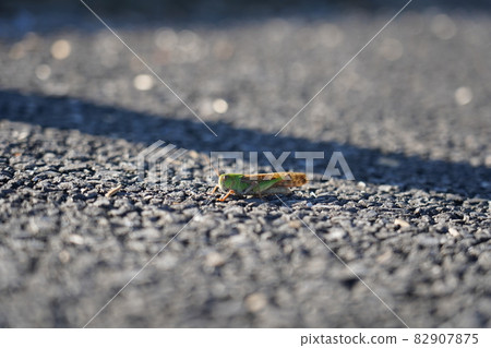 Tonosama beatta Tonosama beatta 82907875