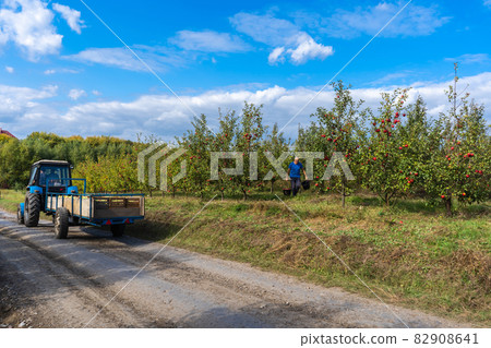 Picking apples in the fall. A tractor with a full carriage of apples drives out of the garden 82908641