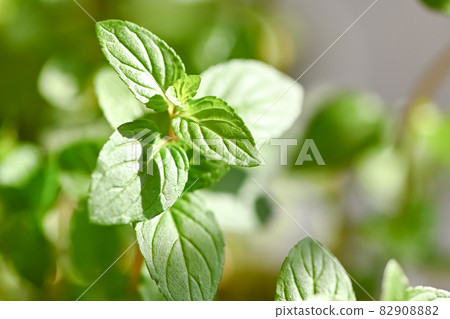 Chocolate mint 82908882