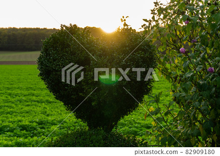 Boxwood heart in the sunset Boxwood heart in the sunset 82909180