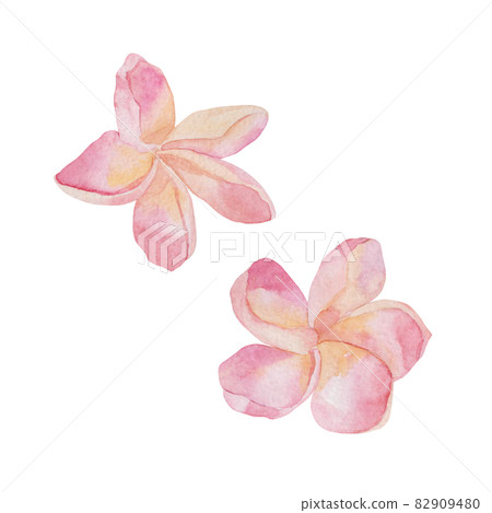 Plumeria flowers. Watercolor handmade floral Botanical illustration. Isolated white background. For wedding, invitation, valentines cards. Plumeria flowers. Watercolor handmade floral Botanical illustration. Isolated white background. For wedding, invitation, valentines cards. 82909480