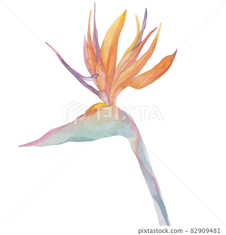 Strelitzia flower on an isolated white background, watercolor tropical plant, botanical illustration, bird of paradise. Hand made. For design, textiles, decoration, illustration, background and cards Strelitzia flower on an isolated white background, watercolor tropical plant, botanical illustration, bird of paradise. Hand made. For design, textiles, decoration, illustration, background and cards 82909481