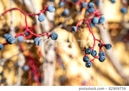 blue grape berry of red wild vine grapes with blurred background on sunny day 82909756