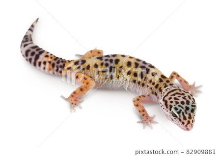 Leopard gecko or Eublepharis macularius isolated on white background with clipping path and full depth of field 82909881