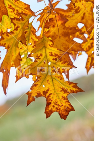 Autumn tree leaves 82910080