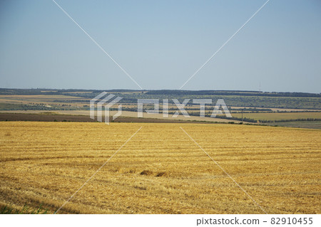 Big yellow field after harvesting. Mowed wheat fields under beautiful blue sky at summer sunny day. 82910455
