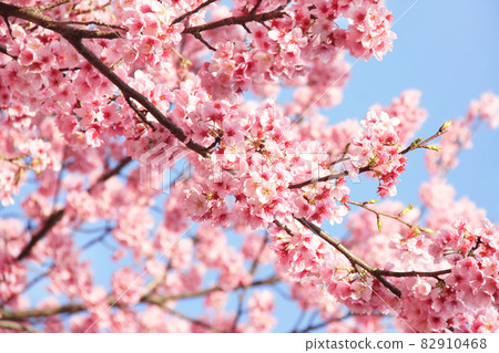 Branch of the blossoming sakura with pink flowers 82910468