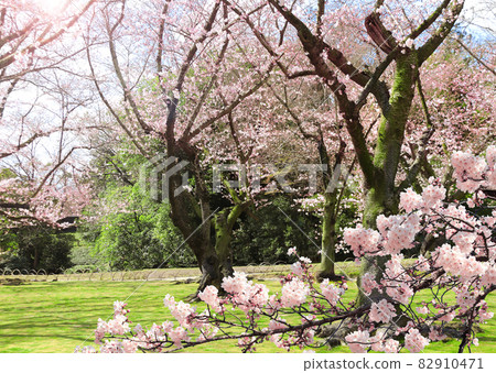 Sakura in Koishikawa Korakuen garden, Okayama, Japan 82910471