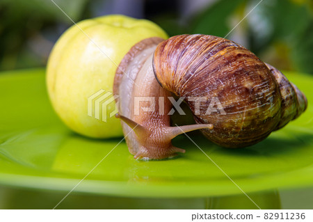 A large white snail sits on a green apple. Close-up A large white snail sits on a green apple. Close-up 82911236