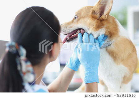 Doctor veterinarian in gloves conducting medical examination of dog teeth 82911616